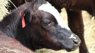 Feeding cows and washing the Ford 3000.