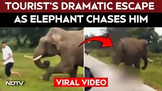 Karnataka News | Dramatic Escape After Elephant Chases Tourist, Steps On Him in Karnataka Forest