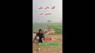 Apna Agriculture, , Village Life, Farmer Life Desi Life, Pakistan ApnaAgriculture #RuralLife