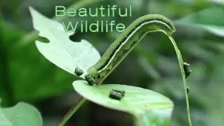 Beautiful Wildlife Animals Cambodian | Cambodian Wildlife |
