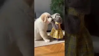 Scottish Fold Bullies a Norwegian Forest Playful Showdown #cats #petsoftiktok #funnycats