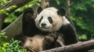 Chengdu: Best Places to Visit Travel Guide 2017