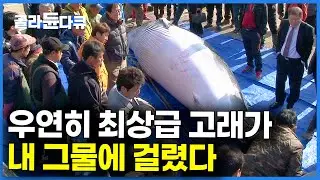 우연히 잡힌 고래 경매장 갔더니 가격 듣고 기절할 뻔했습니다｜울산 고래 고기｜#골라듄다큐