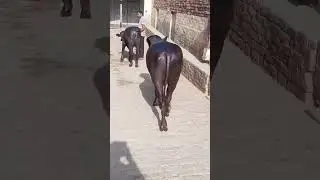 swaraj phulad  sire  pc 461