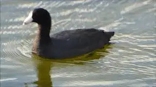 Focha americana (Fulica americana) en Puerto Villamil
