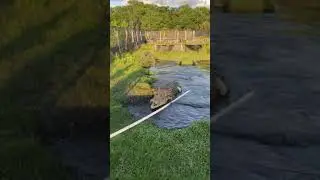 CROCODILE ATTACKS!!🐊 (wait for it)