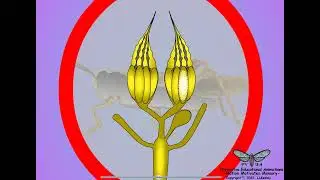 01. Insect Female Reproductive System