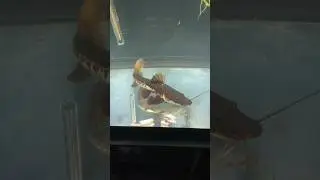 Trying to feed the catfish&hellip; #shorts #aquarium #fish #catfish