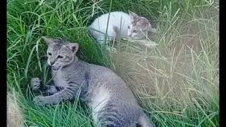 Chilling in their favourite spot❤️😻 #happycats #favespot #catlovers #curiouscats #catsiblings 