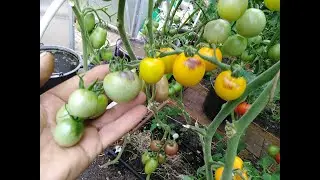 Томат Огненный шар индиго (Indigo Fireball).