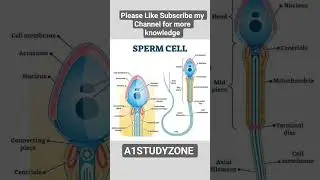 Sperm Cell #relaxingmusic #adventure #music #love #shortvideo #motivation #yogae #weightlossexercise