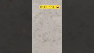 Mini Ant 🐜🐜 Wait end #miniant #viral