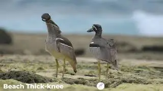 Beach Thick-Knee | Little Andaman Birding | islandexplorer.in