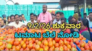  Tomato Rates NRS Mandi Vaddahalli mulbagal 🍅🍅