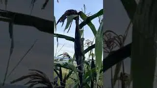 El MA&Iacute;Z m&aacute;s raro. MAIZ DE AJO o t&uacute;nicado, TE EXPLOTAR&Aacute; LA CABEZA