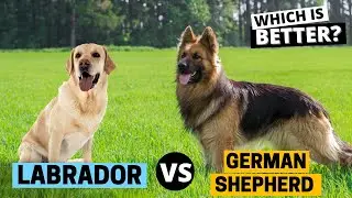 Labrador vs German Shepherd: Which is Better?