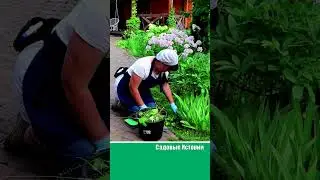 ПРОПОЛКА ЦВЕТНИКОВ  #садсвоимируками