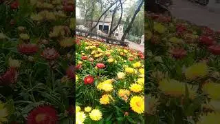 Beautiful Flowers at Tsing Yi HK #hongkong#tsingyi