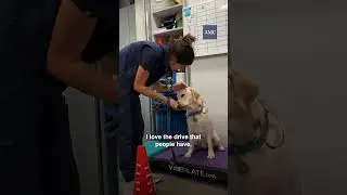 Pursuing a Dream Veterinary Career  #veterinaryassistant #veterinarians
