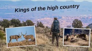 Wildlife Photography in the High Desert. Success photographing Mule Deer & a quick Bobcat encounter