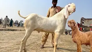 12 November 2025 | Dera ghazi Khan bakra mandi New update today | bakramandi 2025 | ismail goat farm