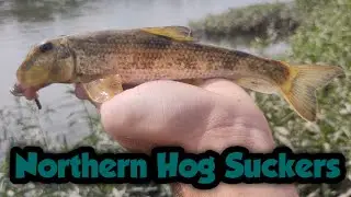 Catching Northern Hog Suckers on the White River in Indianapolis