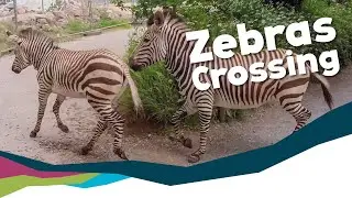 Moving Zebras To Their New Enclosure [Paignton Zoo]