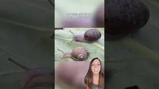 Country unites to help a snail named Ned find love 🐌 #shorts