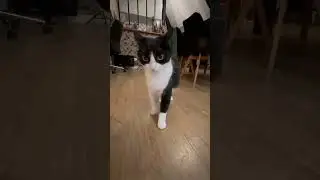 Funny black and white cat #cat #catfunny #funny