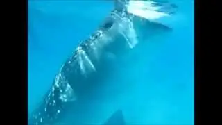 The Gentle Giant of the Philippines
