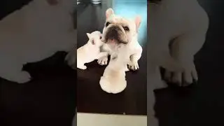 Cute Dogs Barks,Dogs#pets #ytshorts #viraldogs #trendingdogs #dogs #cuteanimals #cutedogs #barks