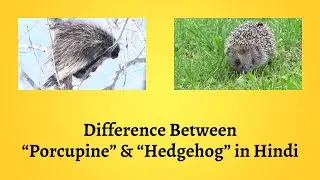 Difference Between Porcupine and Hedgehog in Hindi | पोरक्यूपाइन और हेजहॉग में अंतर