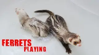 Ferrets playing each other -Try not to laugh | #2 #shorts