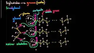 Estructura molecular de los triglicéridos (grasas) | Biología | Khan Academy en Español
