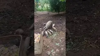 Criar porco caipira da lucro sim basta ter for&ccedil;a de vontade 