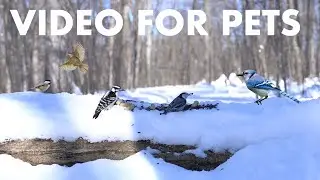 Cat TV for Pets to Watch 🐱 - 10 Hours of Forest Friends in a Winter Wonderland - Feb 06, 2026