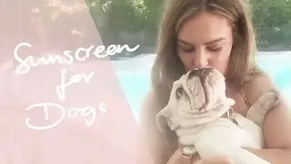 WHY YOU SHOULD PUT SUNSCREEN ON YOUR DOG - Sun Protection for Dogs - Dr Kate Adams - Bondi Vet