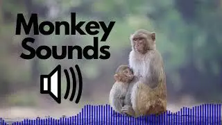 Free Monkey Sound Effects (Screeching / Squeaking) | No Copyright
