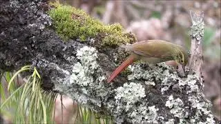 Ticotico com&ugrave;n (Syndactyla rufosuperciliata).