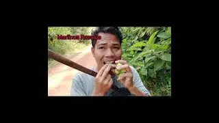 Buah Unik Kalimantan Part 10/Buah Jambu Monyet