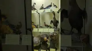 The extinct and endangered specimens exhibit at the Natural History Museum at Tring.