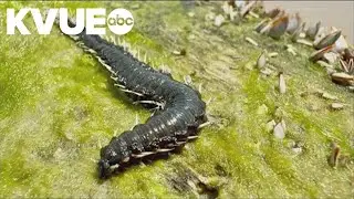 Fireworms found on Texas beach