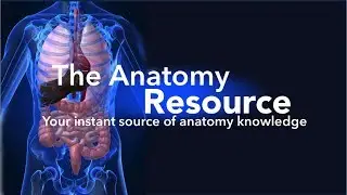 CVS Tutorial 2 - Heart and Pericardium