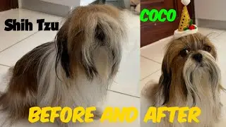 Shih Tzu Long hair with out bow before and after