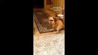 Dog runs back and forth.  