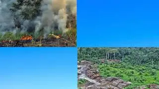 Environmental and Ecological Impacts of Palm Oil Excavation in South East Asian Countries