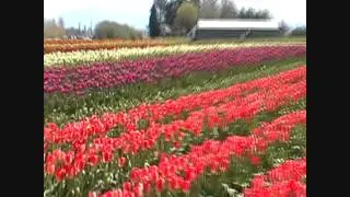 Skagit Trip Tulip Town Part 2
