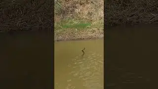 SWIMMING SNAKE!! #australianbush #australianwildlife #outback #wildlife #blacksnake #youtubeshorts