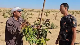 اراضي للبيع #بالوادي_الجديد #مدينه_الخارج فرصه لتوسيع مساحه ارضك المستقبل هنا بمعنى الكلمه #عقارفيو 