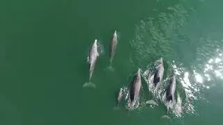 Close-Up Dolphin Encounter from a Drone
